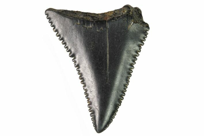 Serrated, Fossil Great White Shark Tooth - South Carolina #164773